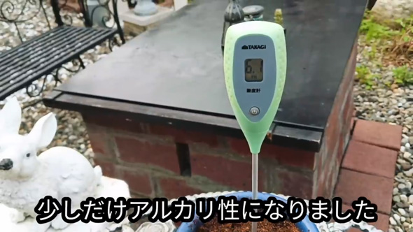 雑草対策 簡単 ドクダミ 生えなくする 方法 駆除 除去