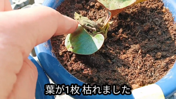 雑草対策 簡単 ドクダミ 生えなくする 方法 駆除 除去