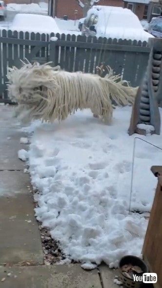 雪の中ではしゃぐ犬