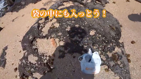 ビニール袋に入れて捨てられていた子猫を保護