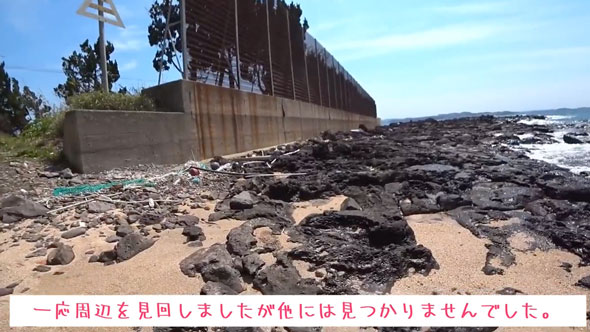 ビニール袋に入れて捨てられていた子猫を保護