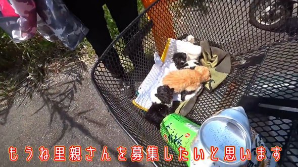 ビニール袋に入れて捨てられていた子猫を保護