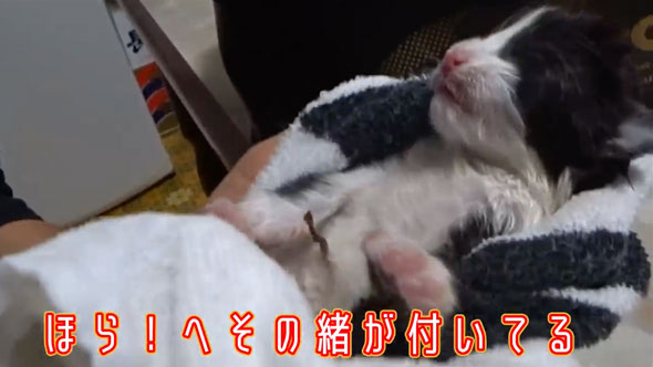 ビニール袋に入れて捨てられていた子猫を保護