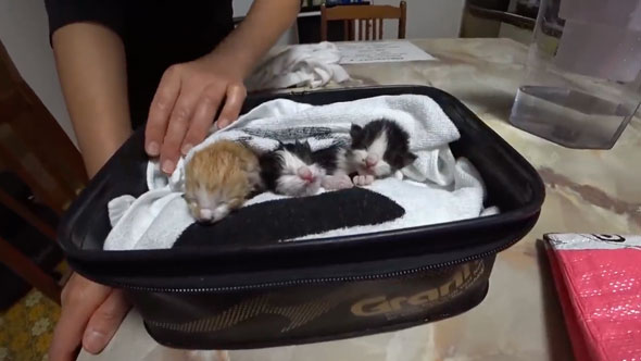 ビニール袋に入れて捨てられていた子猫を保護