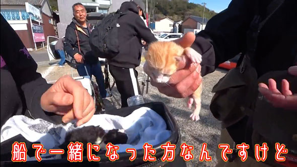 ビニール袋に入れて捨てられていた子猫を保護