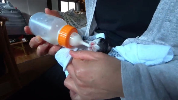 ビニール袋に入れて捨てられていた子猫を保護