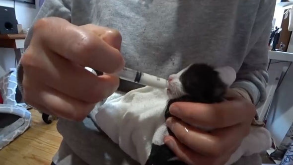 ビニール袋に入れて捨てられていた子猫を保護