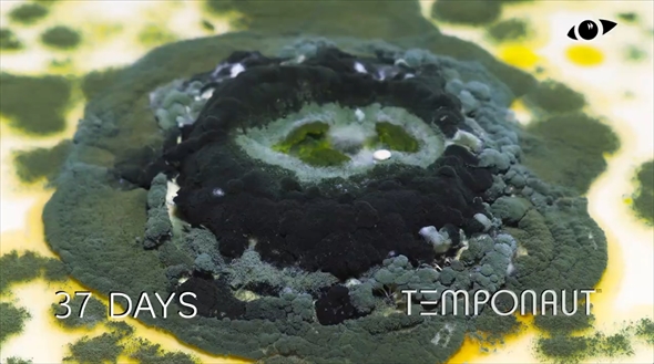 グリーンマカロン　タイムラプスビデオ