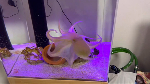 膜を広げるタコさん