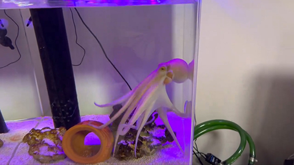 水面に向かうタコさん