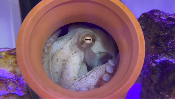 タコつぼの中のタコさん