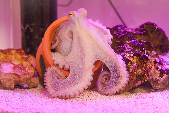 タコつぼから半分出ているタコさん正面