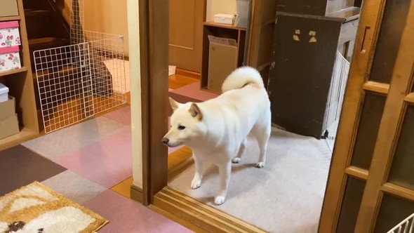 再会した家族が帰ったあとの待ち続ける柴ワンコの姿