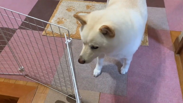 再会した家族が帰ったあとの待ち続ける柴ワンコの姿