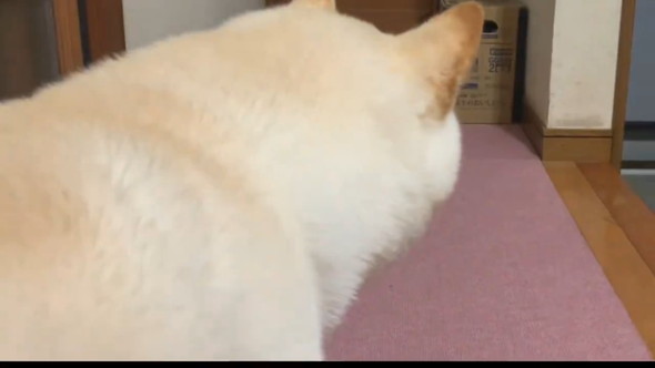 再会した家族が帰ったあとの待ち続ける柴ワンコの姿