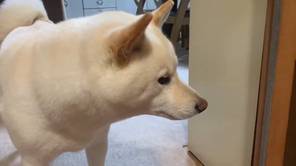 再会した家族が帰ったあとの待ち続ける柴ワンコの姿