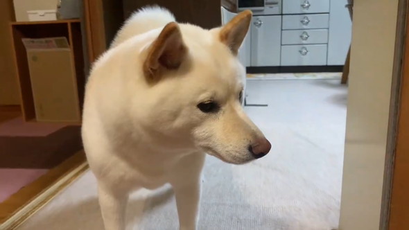 再会した家族が帰ったあとの待ち続ける柴ワンコの姿