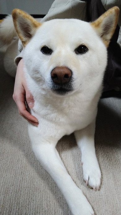 なでられている白柴ワンコ