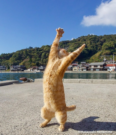 立ちあがる猫