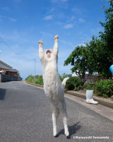 立ちあがる猫