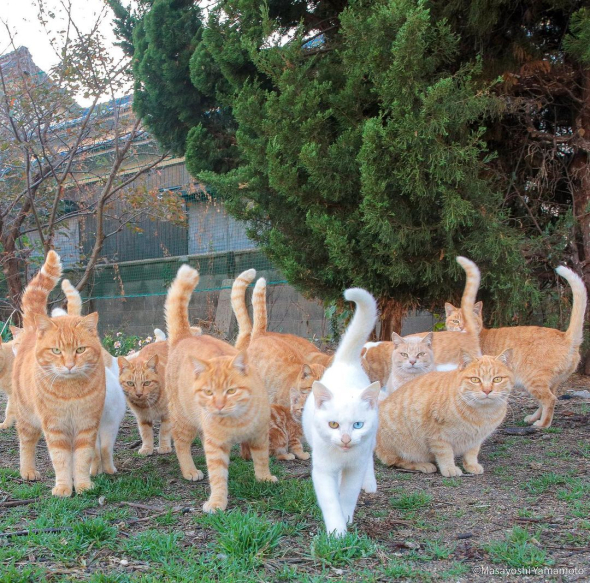 猫の集団