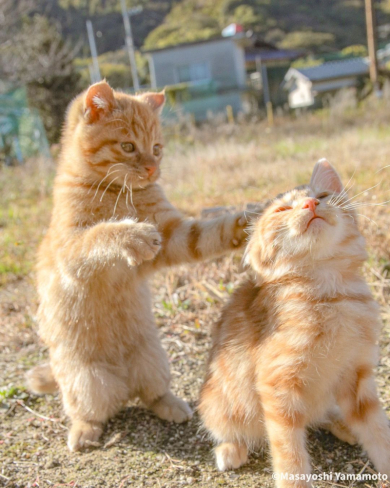 立ちあがる猫
