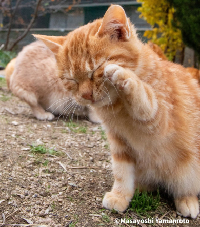 顔をかく猫