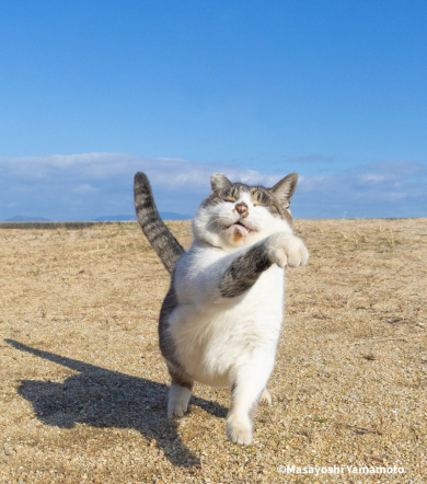 気の抜けた猫