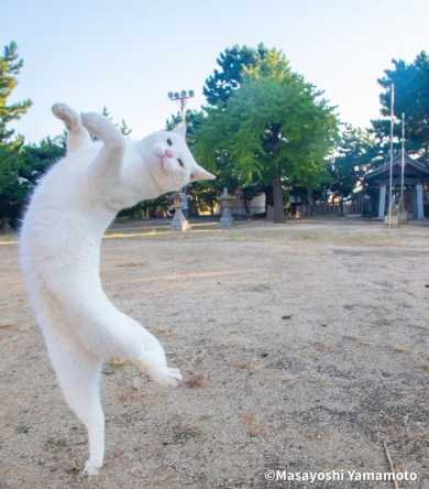 踊る猫