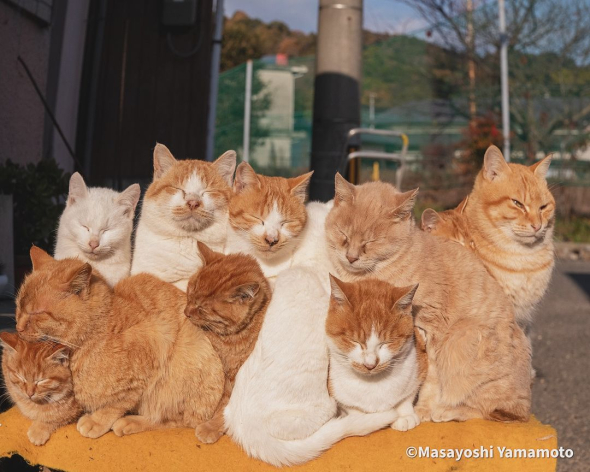 猫の集団