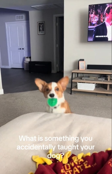 遊ぶ気十分のワンコ