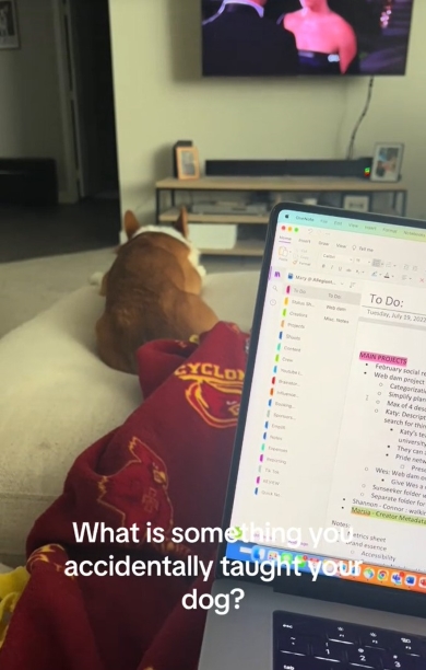 仕事が終わるのを待つ犬