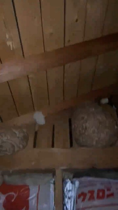物音がするので天井を撮影したところ2つのハチの巣を発見