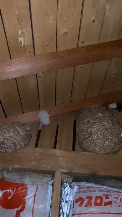 物音がするので天井を撮影したところ2つのハチの巣を発見