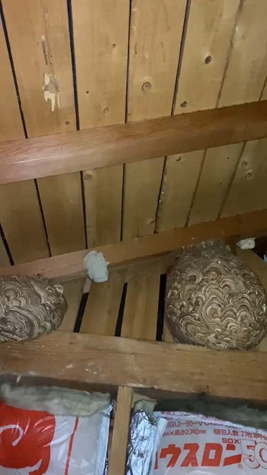 物音がするので天井を撮影したところ2つのハチの巣を発見