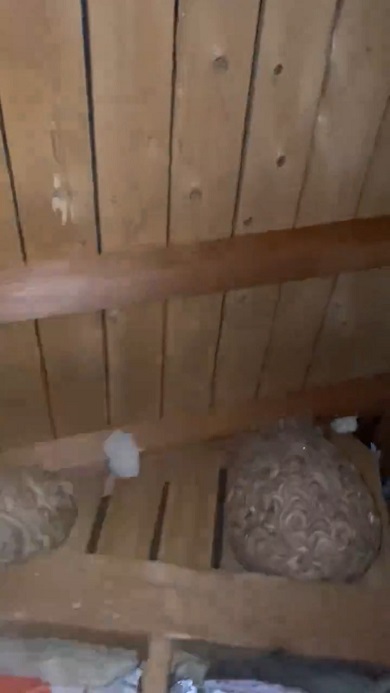物音がするので天井を撮影したところ2つのハチの巣を発見