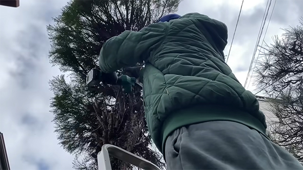 脚立にのって木を切る