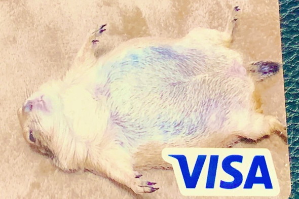 プレーリードッグさんがデザインされたクレジットカード