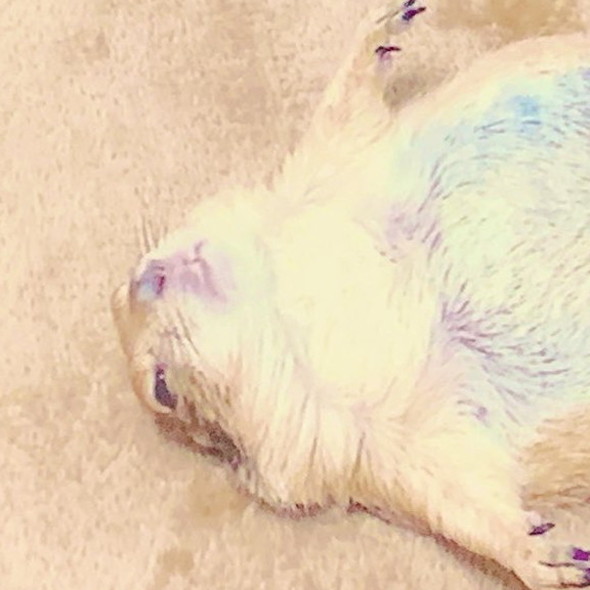 プレーリードッグさんがデザインされたクレジットカード