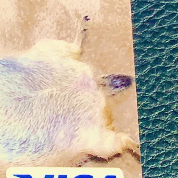 プレーリードッグさんがデザインされたクレジットカード