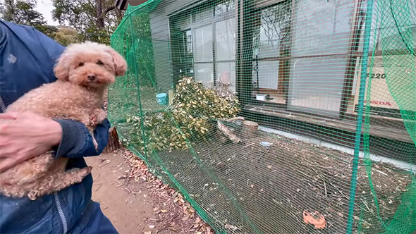 抱っこされるワンコと緑色のネット