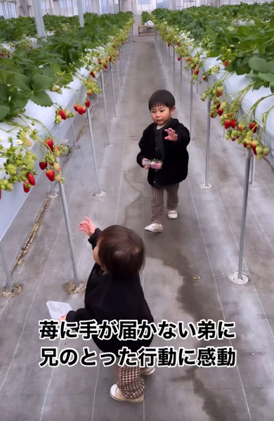 いちごに手が届かない弟