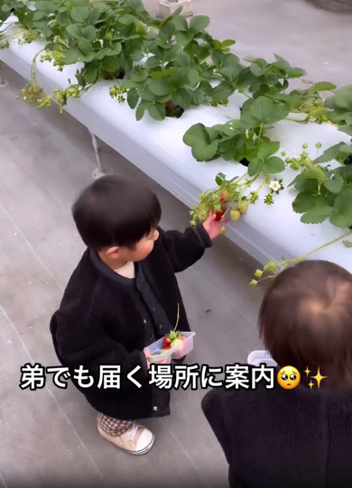 いちごが届くスポットを弟に案内