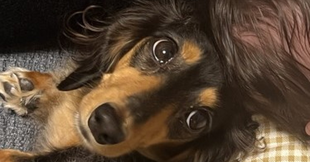 ダックスフントと暮らす皆さんどうですか？　迎える前と後でガラリと変わった“イメージ”を述べたポストが510万表示！（1/2） | 犬 ねとらぼ