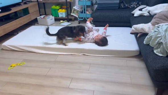 赤ちゃんとダックスフンドのワンコ