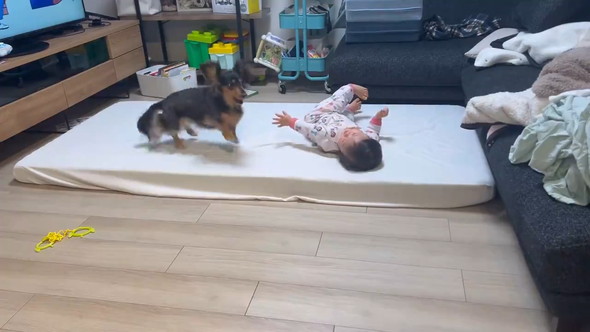 赤ちゃんとダックスフンドのワンコ