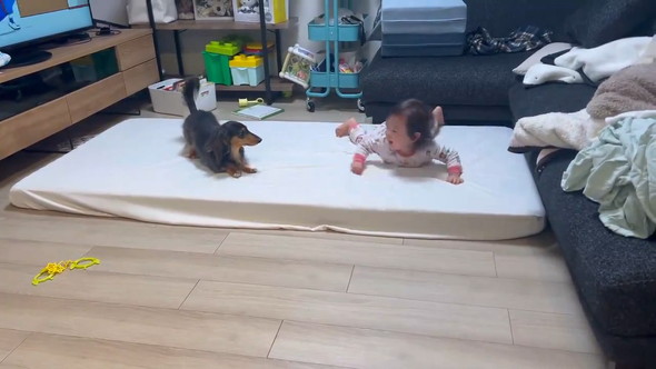 赤ちゃんとダックスフンドのワンコ