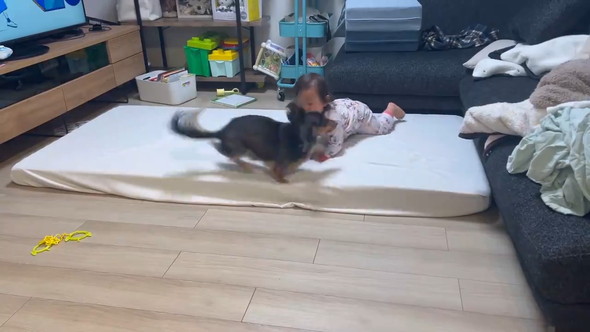 赤ちゃんとダックスフンドのワンコ