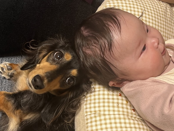 赤ちゃんとダックスフンドのワンコ