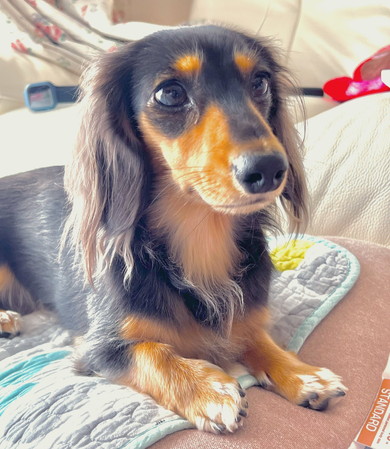 ダックスフンドのワンコ